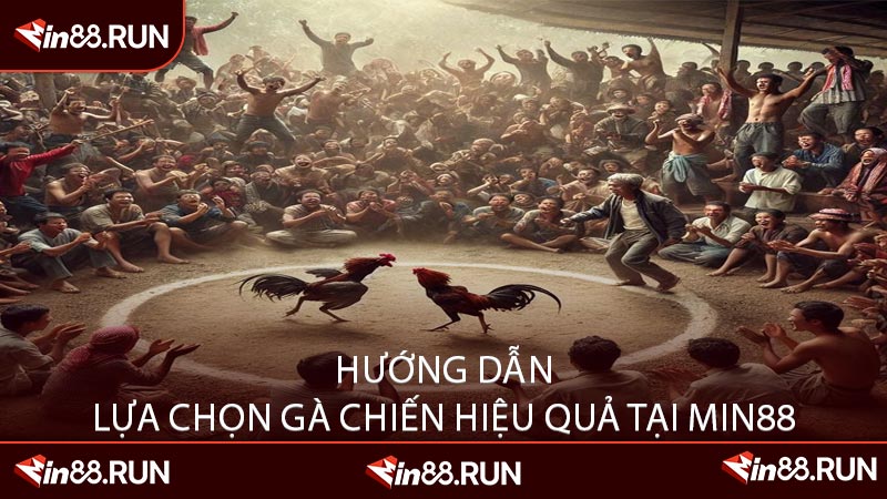 Hướng Dẫn Lựa Chọn Gà Chiến Hiệu Quả Tại Min88